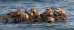 Otter_013.jpg (60262 bytes)