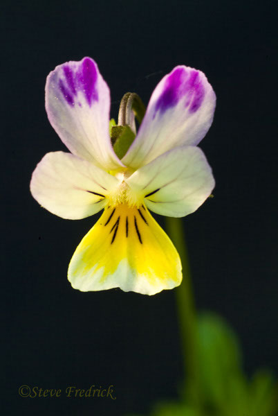 2004_0424Wildflowers0032