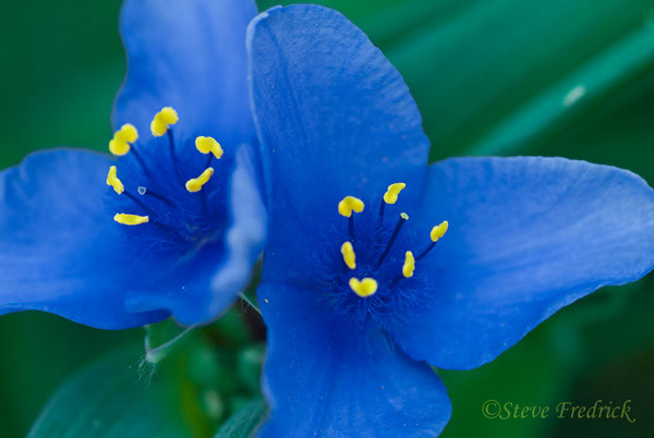 2004_0515Assawoman10062