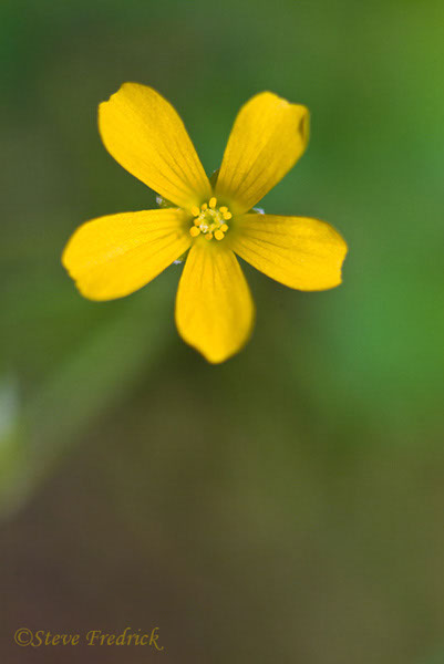 2004_0515Assawoman20001