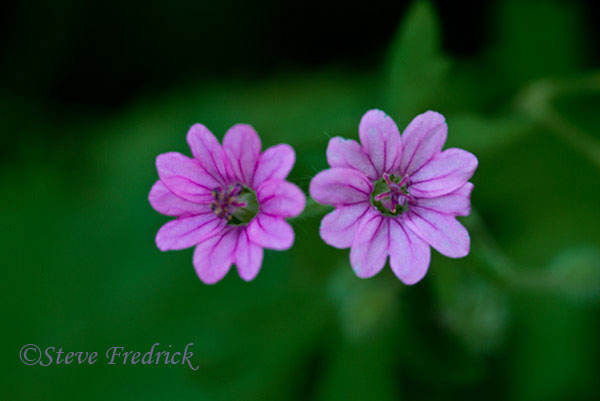 2004_0516Assawoman20032