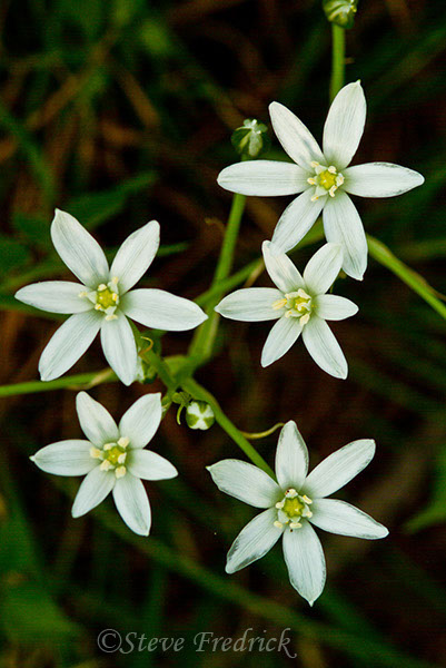 2004_0516Assawoman20043