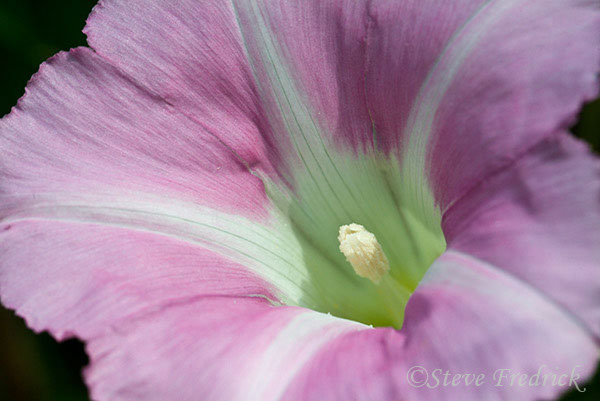 2004_0522Assawoman2_0023