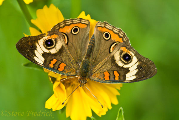 2004_0522Assawoman4_0011