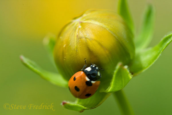 2004_0522Assawoman5_0002