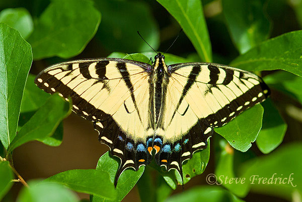 2004_0529Assawoman1_0011_1