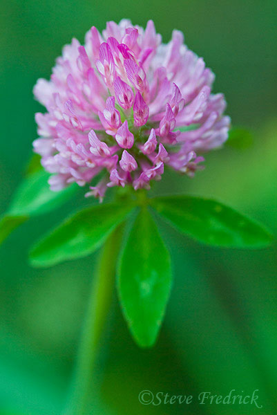 2004_0529Assawoman3_0015_1