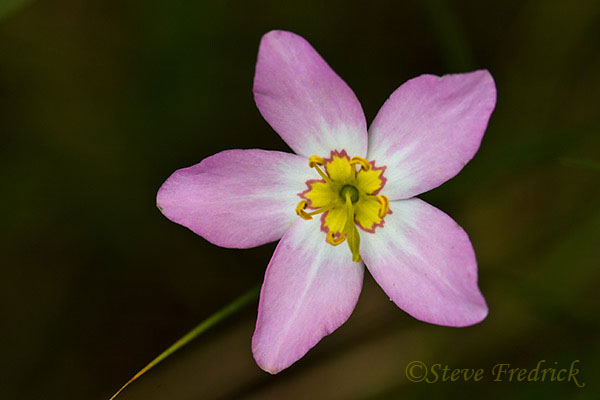 2004_0731Assawoman2_0027_1