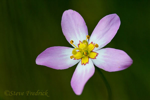 2004_0801Assawosman1_0003_1