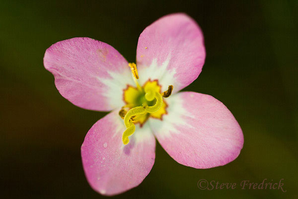 2004_0828Assawoman_Flowers2_0002_1
