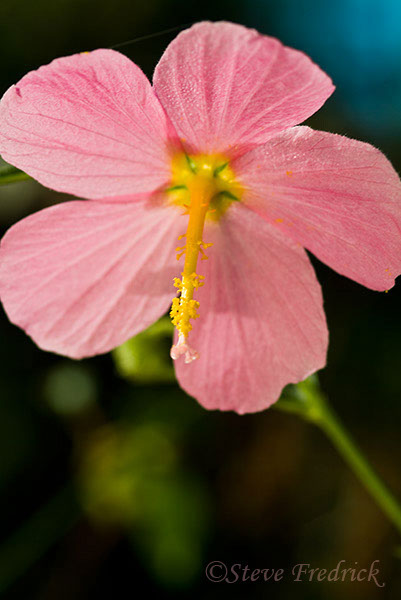 2004_0828Assawoman_Flowers3_0001_1
