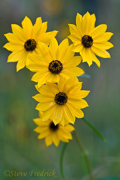 2004_1002Assawoman_10005_1