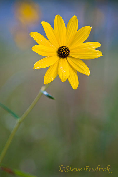 2004_1002Assawoman_10008_1