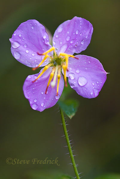 2004_1002Assawoman_1_106_017