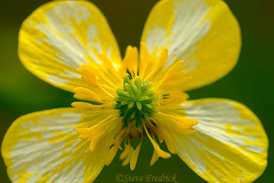 2005_0530Assawoman_1_0007