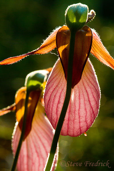 2006_0513PinkLadySlippers0051