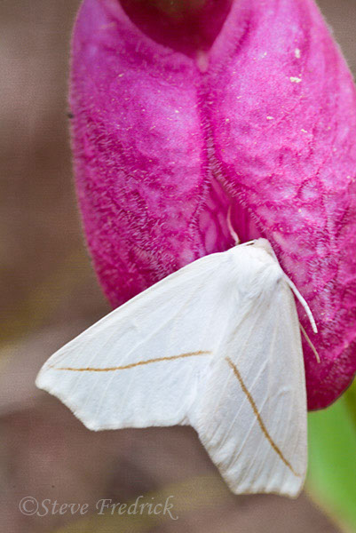 2006_0513PinkLadySlippers0065