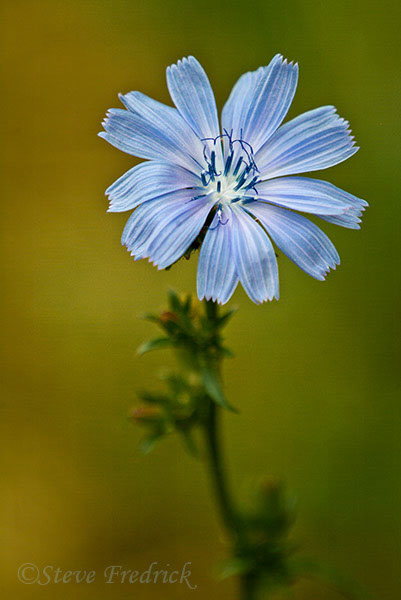 20070726_Assawoman_0028
