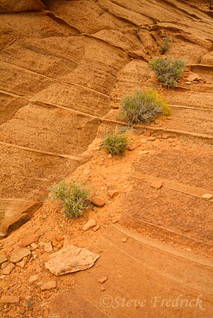Landscape Near Horseshoe Bend