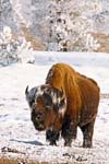 20070127_YellowstoneBison_04