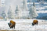 20070127_YellowstoneBison_08