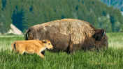 20090623_WyomingDay2_253.jpg (135795 bytes)