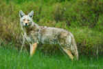 20090626_WyomingDay5_0113.jpg (121682 bytes)