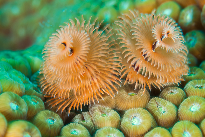Christmas Tree Worm