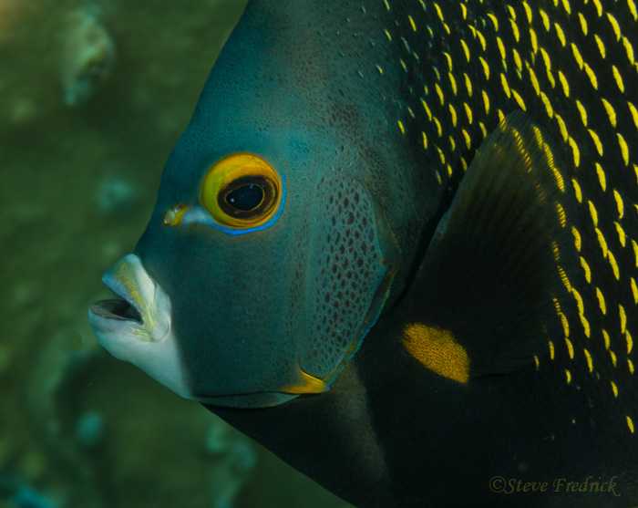 French Anglefish