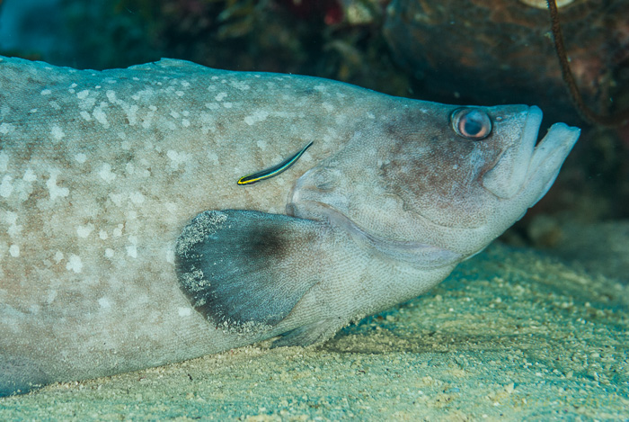 Greater Soapfish