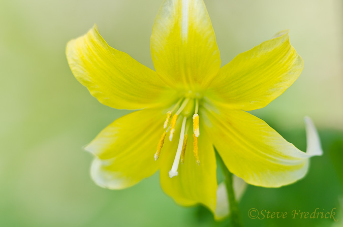Unkown Lily