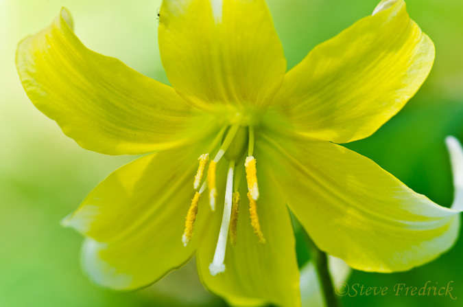 Unkown Lily