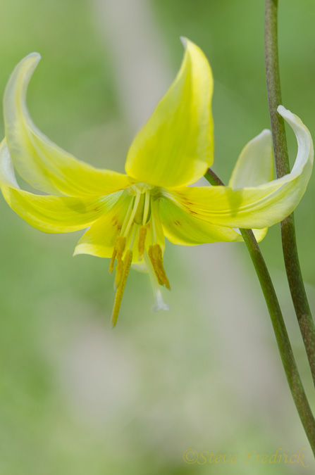 Unkown Lily