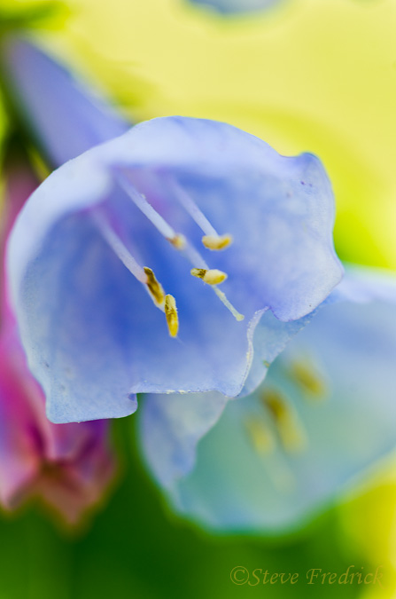 Virginial Bluebell
