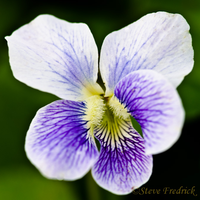 Confederate Violet