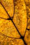 20071129_BackLitLeaf_0006.jpg (60885 bytes)