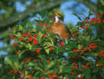 Birds 010 4x6@72..JPG (41670 bytes)