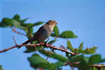 Birds 609 4x6 @72.JPG (25577 bytes)