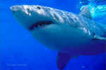 Great White Shark, Guadalupe Is., Mexico
