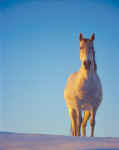 White Horse on Snow