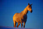 White Hourse on Snow, blue sky